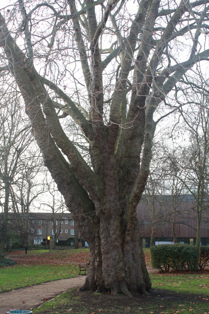 Old London Plane Tree, St Mary Magdalene Gardens, Islington