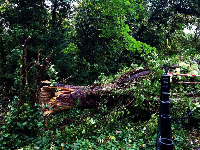Fallen Tree, Sydenham Hill Woods OTH Fallen Tree