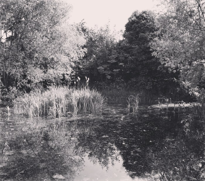 Not that pond